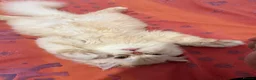 Persian cats for sale: Cream Persian for sale  in Sheffield - Advert 4