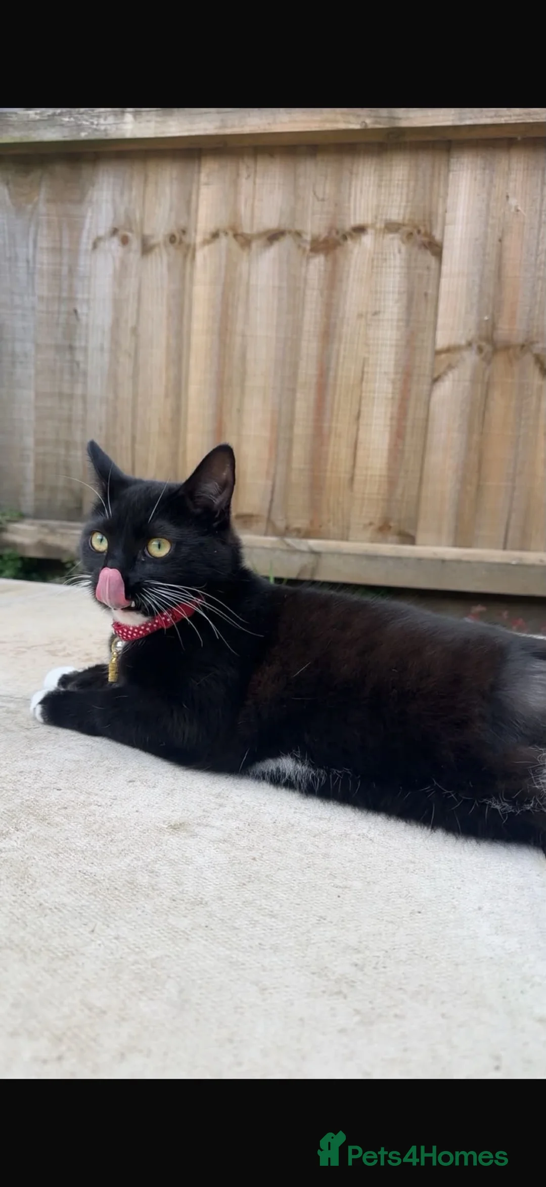 Mixed Breed cats for sale: Free to a loving home in Lowestoft - Advert 5
