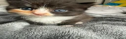 Mixed Breed cats for sale: Agnes - Advert 6
