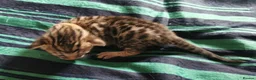 Bengal cats for sale: Beautiful Bengal Kittens - Advert 7