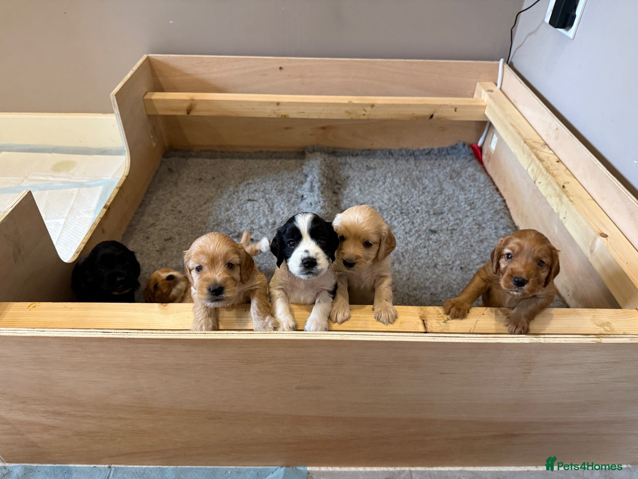 Cockapoo dogs Beautiful Cockapoo Puppies  - Advert 3