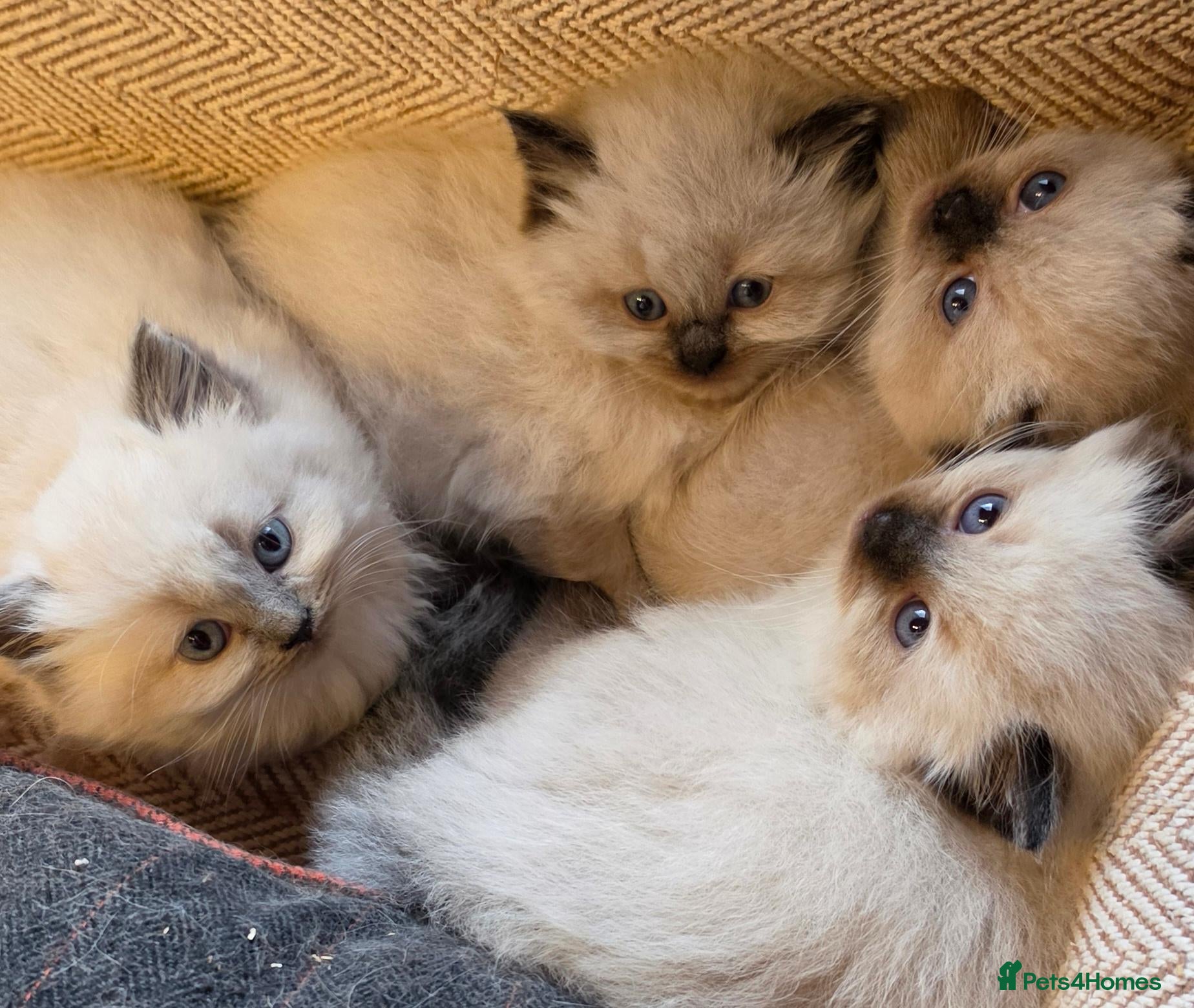 Ragdoll cats Beautiful colour point kittens - Advert 1