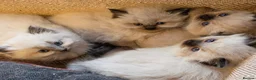 Ragdoll cats for sale: Beautiful colour point kittens - Advert 1
