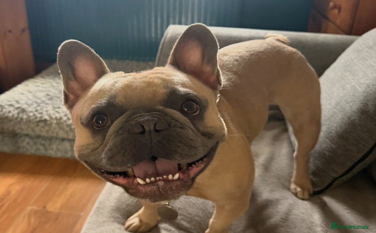 French Bulldog dogs - Advert 5
