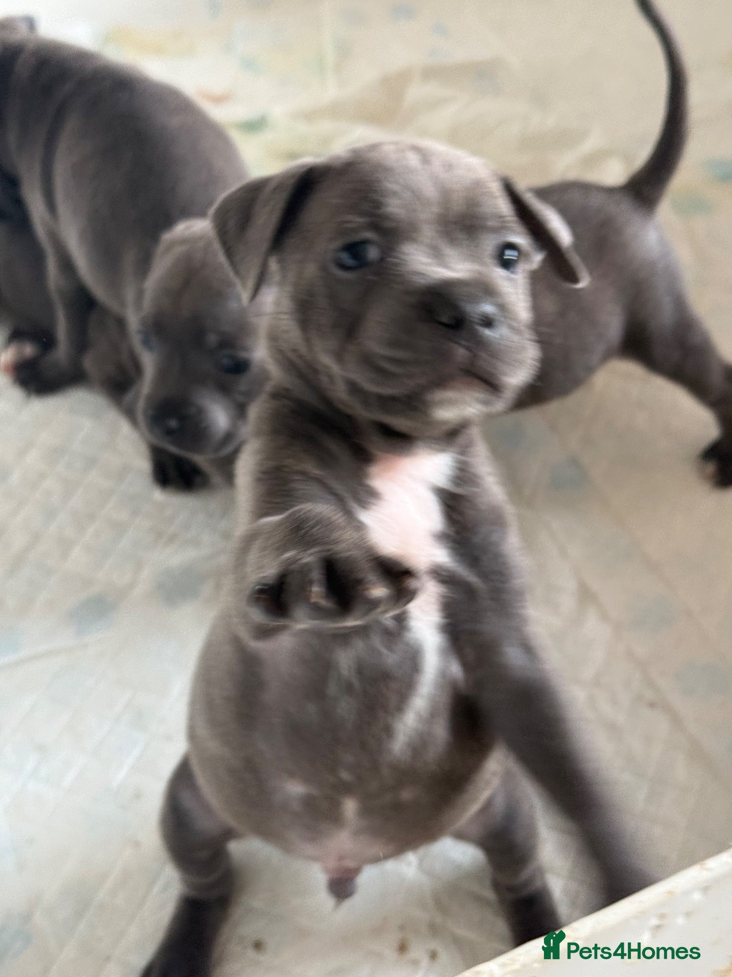 Staffordshire Bull Terrier dogs KC Registered Blue staffy puppys - Advert 2