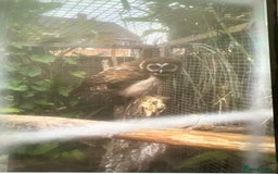 Mixed Breed birds for sale: Asian brown wood owls - Image 2