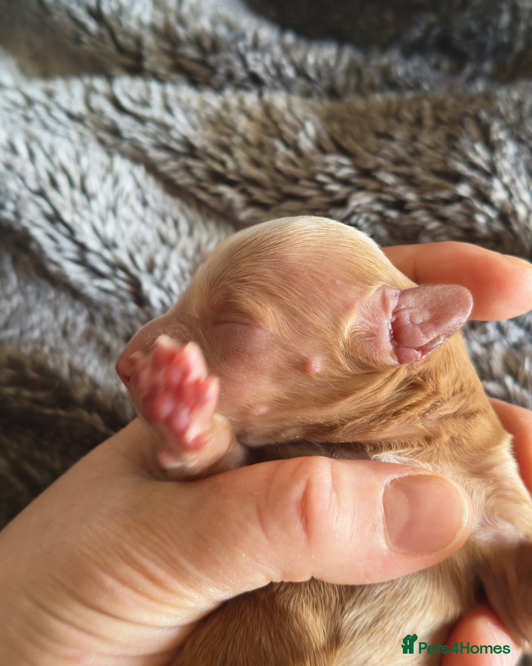 Cockapoo dogs for sale: Cockapoos F1 DNA Health tested patents - Advert 26