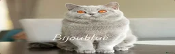 British Shorthair cats for stud: Blue Polish Import For Stud - Advert 2