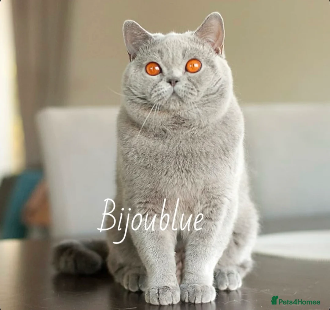 British Shorthair cats for stud: Blue Polish Import For Stud - Advert 2