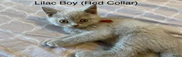 British Shorthair cats for sale: Stunning Blue & Lilac Kittens (pedigree parents) - Advert 5