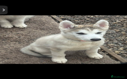 Utonagan dogs for sale: Beautiful Husky × Malamute Puppies – Ready Now! - Image 4