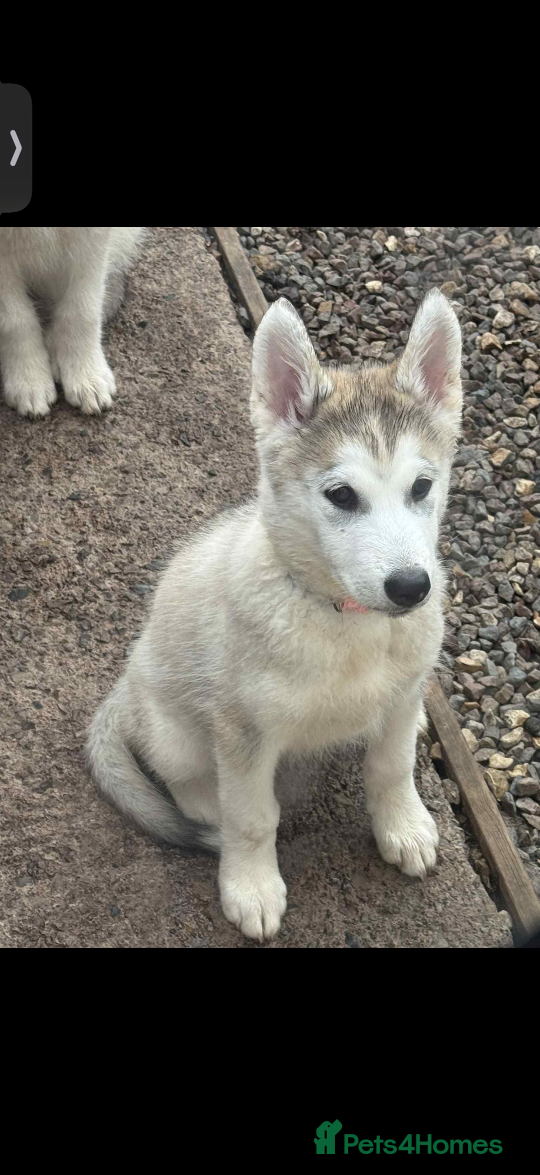 Utonagan dogs for sale: Beautiful Husky × Malamute Puppies – Ready Now! - Image 4