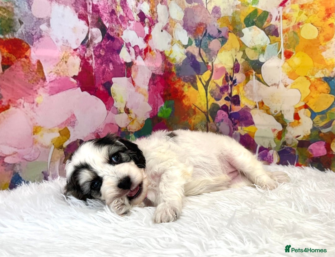 Cockapoo dogs for sale: ⭐️Rare Silver Phantom DNA CLEAR Mini F1 Cockapoos - Image 3