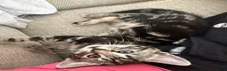 Mixed Breed cats for sale: 9 week old kittens ready to be rehomed  in Leeds - Advert 3