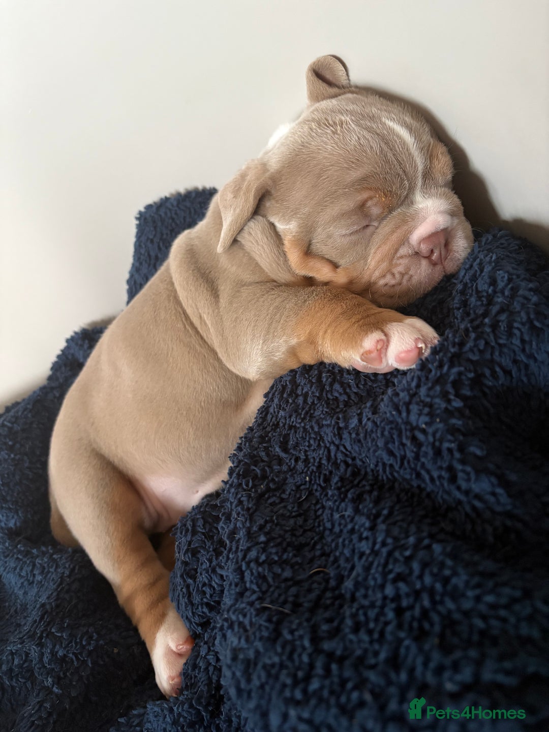 Olde English Bulldogge dogs for sale: Stunning Litter of OldTyme English Bulldogge!!💖💙 - Image 6