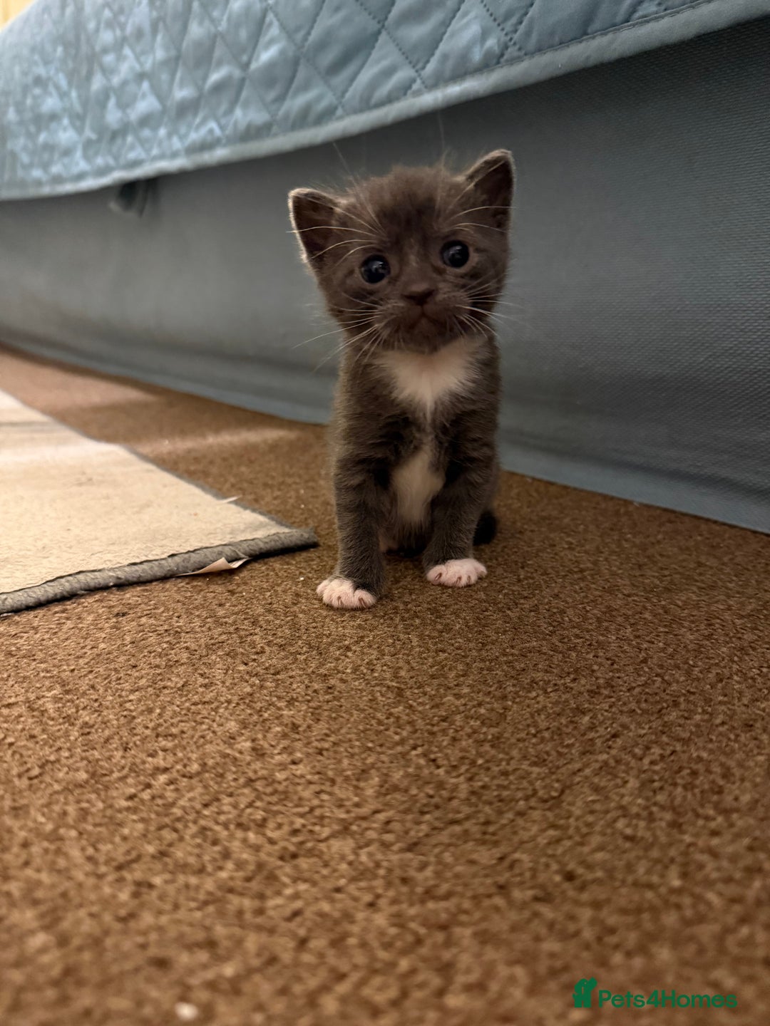 Mixed Breed cats for sale: Unique Bombay x Turkish Angora Tuxedo Kittens - Advert 4