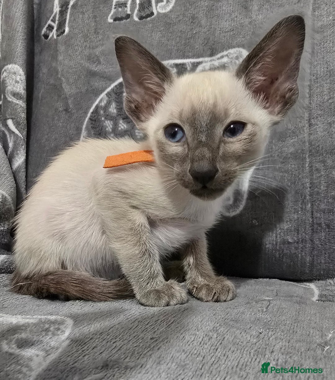 Siamese cats for sale: Gorgeous little cuddle buddies - Image 13