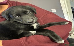 Mixed Breed dogs for sale: Labrador Cross Husky Girls  - Image 8