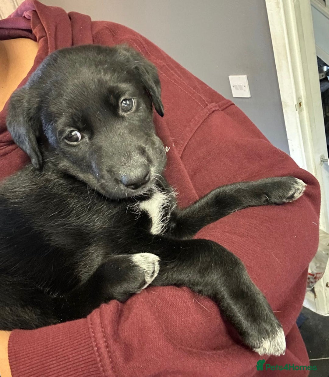 Mixed Breed dogs for sale: Labrador Cross Husky Girls  - Image 8