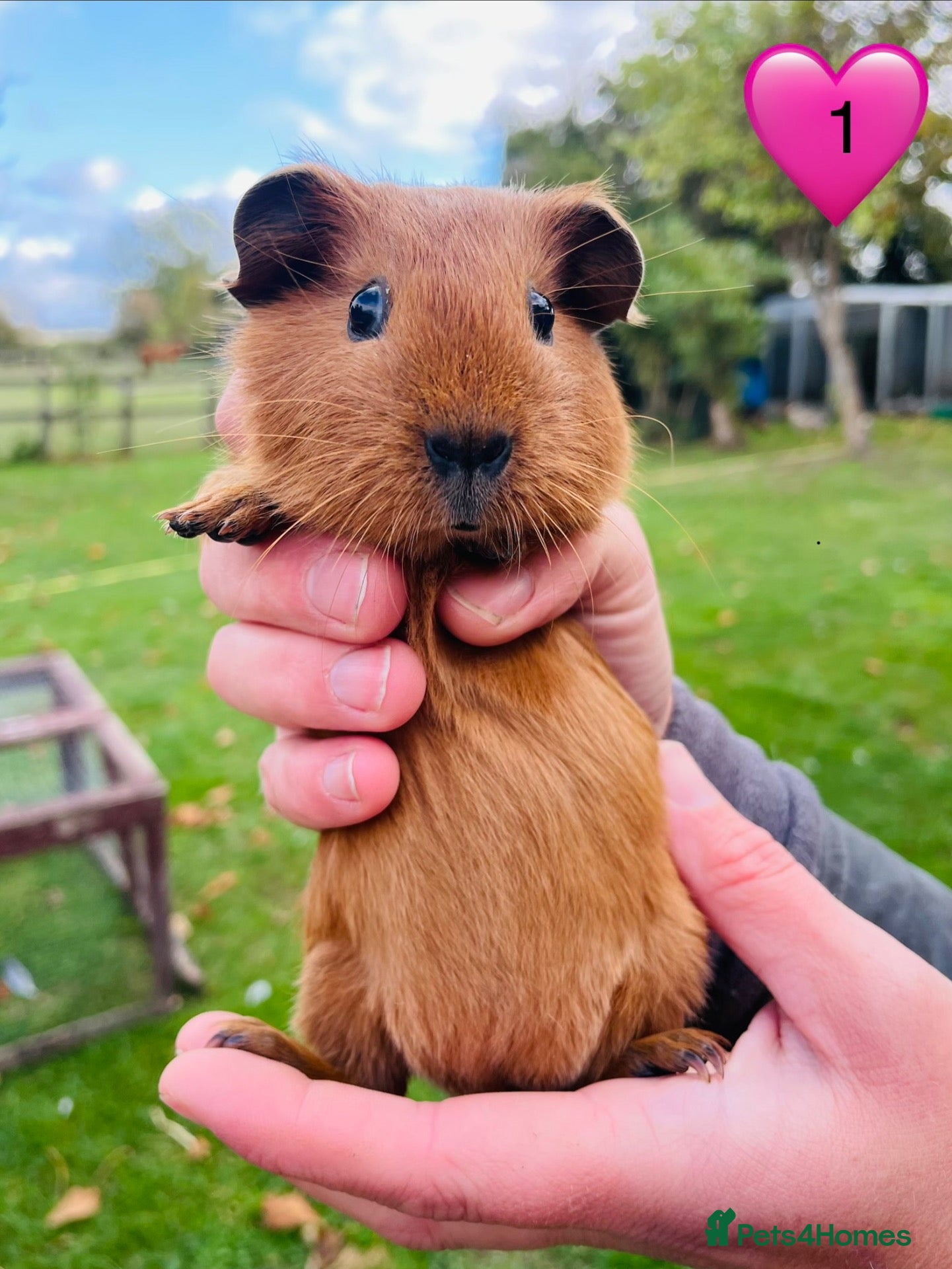Guinea Pig rodents Californian Guinea pigs - Advert 1