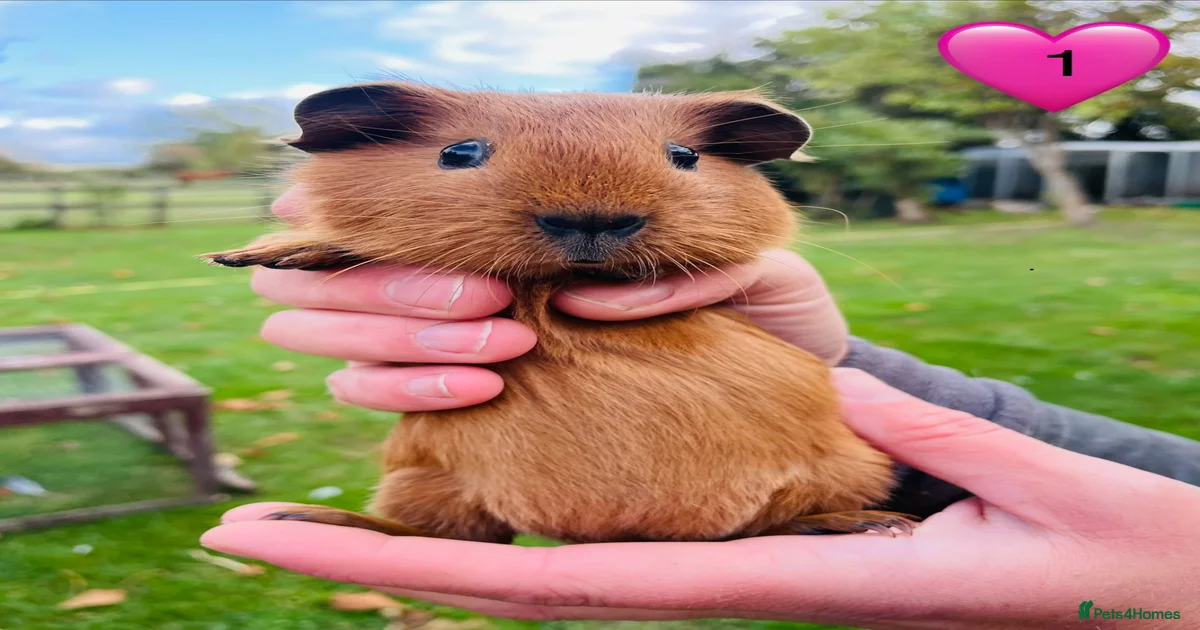 Californian Guinea pigs for sale in Northampton | Pets4Homes