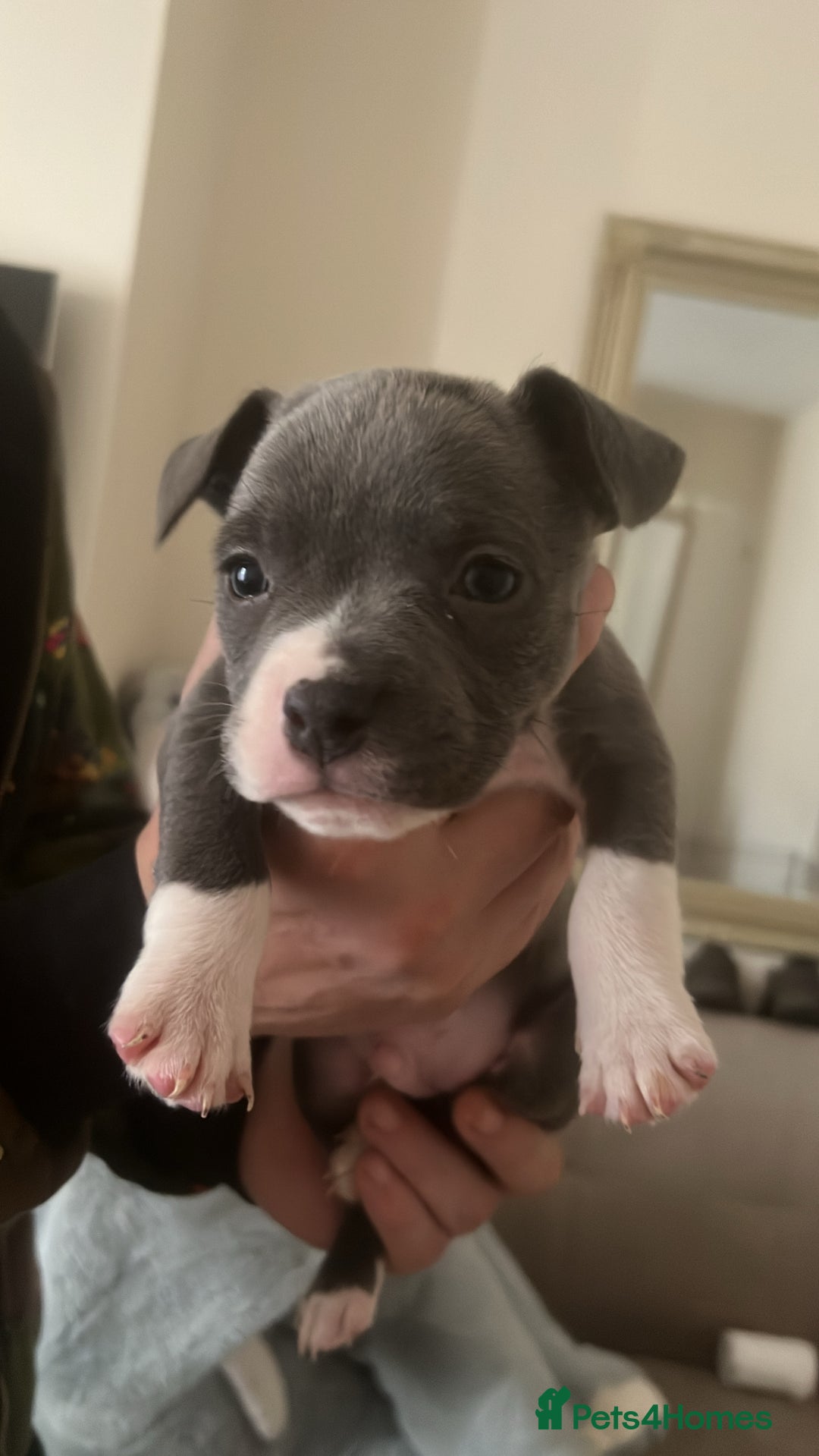 Mixed Breed dogs for sale: pocket bully x frenchie puppies 7 weeks old - Advert 2