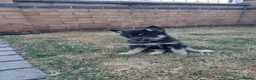 Pomsky dogs for sale: F3 pomsky puppy's for sale  - Advert 21