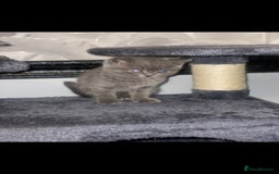 British Shorthair cats for sale: Beautiful Blue British Shorthair Kittens - Image 2