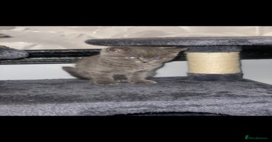 British Shorthair cats - Advert 8