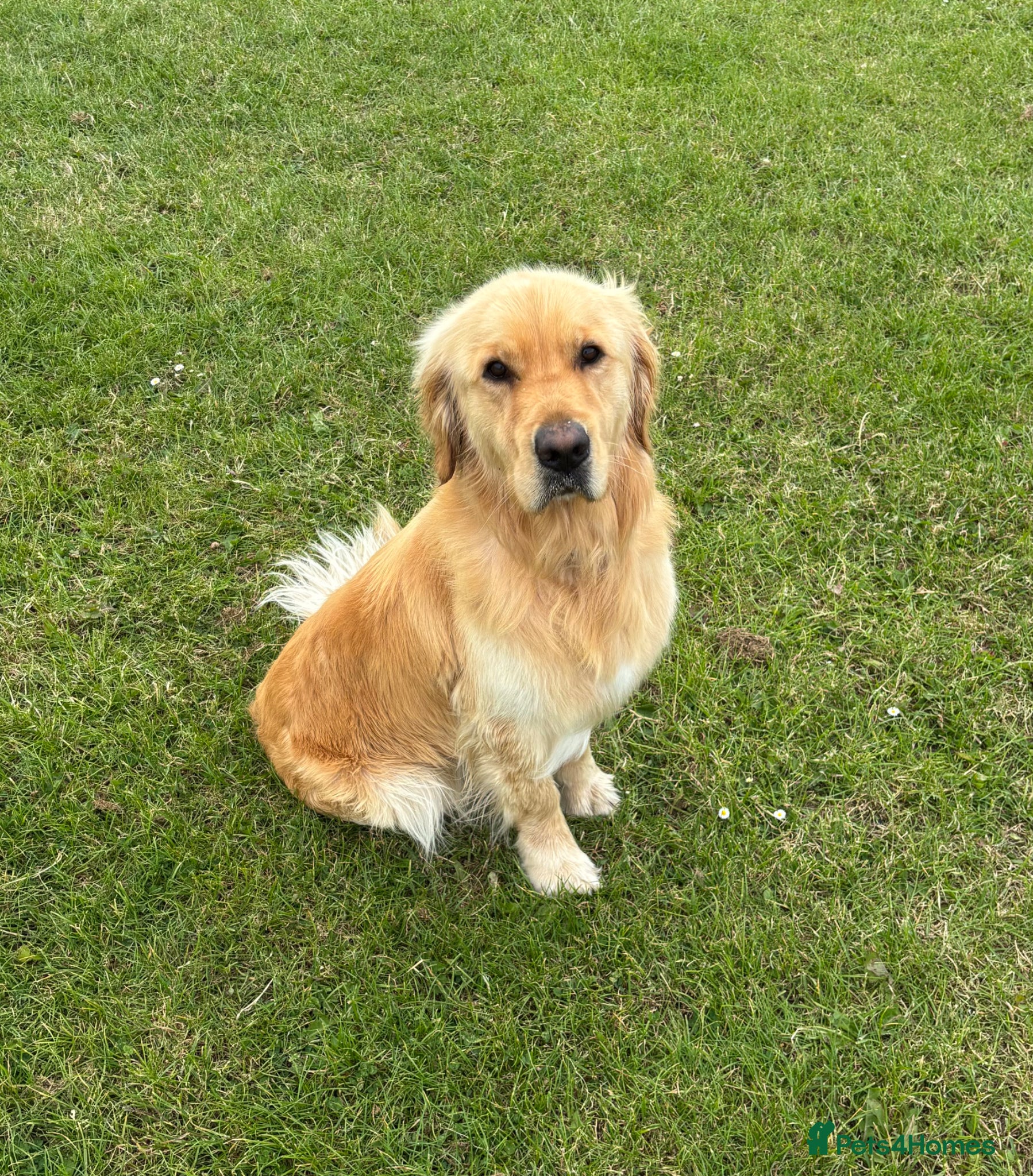 Golden Retriever dogs Buddy - Golden Retriever Seeking Forever Home - Advert 9