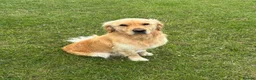 Golden Retriever dogs for sale: Buddy - Golden Retriever Seeking Forever Home in Ossett - Advert 1