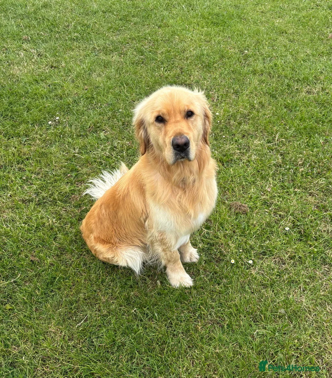 Golden Retriever dogs for sale: Buddy - Golden Retriever Seeking Forever Home in Ossett - Advert 1