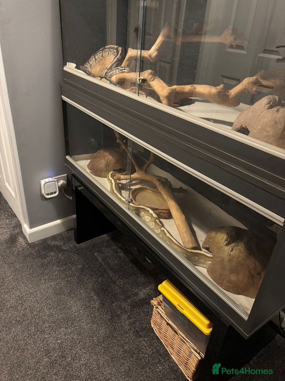 Python Snake reptiles for sale: Royal Python Pair +Full setups  - Image 10