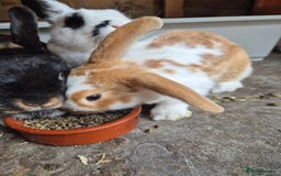 Mini Lop rabbits for sale: Mini Lop Mix  - Image 6