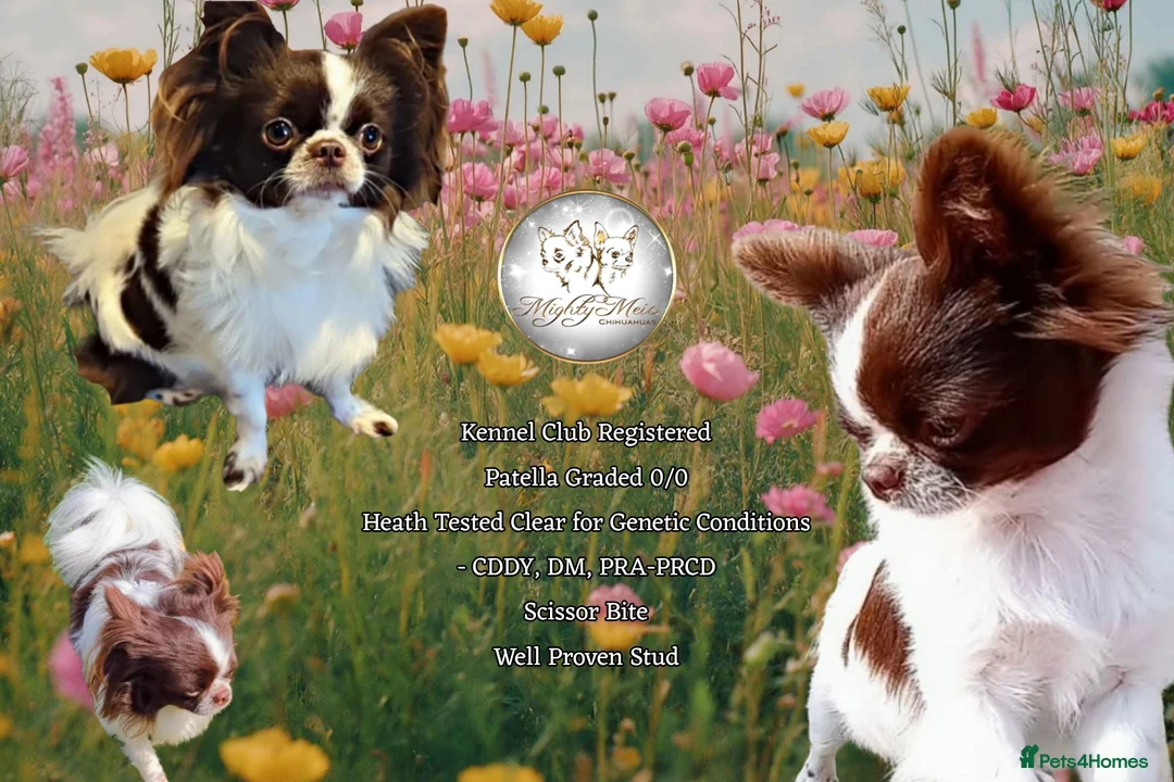 Chihuahua dogs for stud: Russian import - Heath Tested- Proven Stud - Advert 1