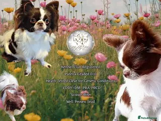 Chihuahua dogs Russian import - Heath Tested- Proven Stud - Advert 3