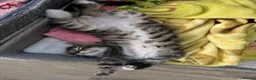 Mixed Breed cats for sale: Raccoon Kittens  - Advert 14