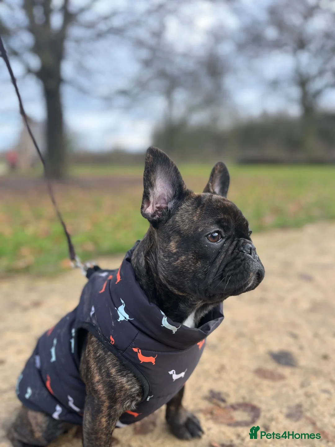 French Bulldog dogs for sale: French bulldog 1 y old female  - Advert 6