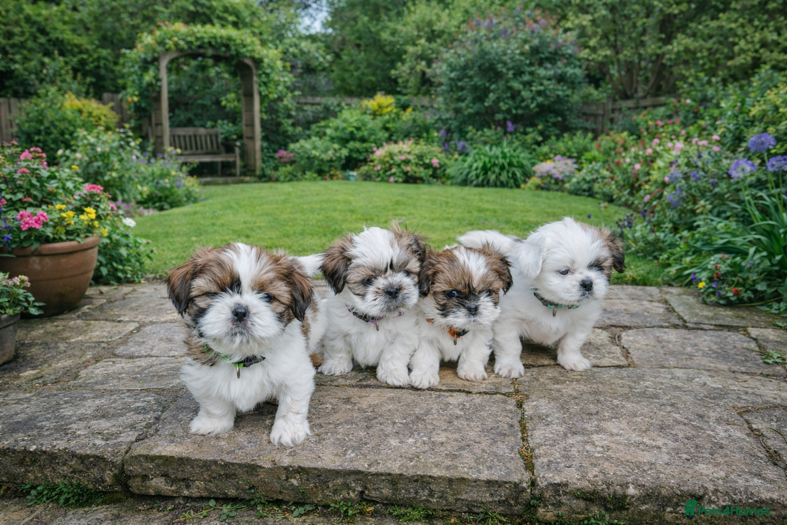 Shih Tzu dogs ❤️Beautiful pure bred shih tzu.😍😘 - Advert 8