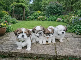 Shih Tzu dogs ❤️Beautiful pure bred shih tzu.😍😘 - Advert 8