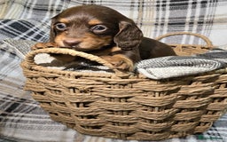Miniature Dachshund dogs for sale: Longhair miniature Duchshund 🩵1boy 1girl left🩷 - Advert 29