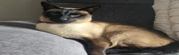 Siamese cats for adoption: Super Friendly Siamese Besties - Advert 2