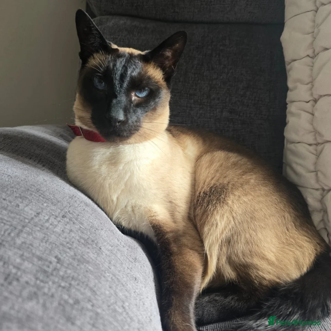 Siamese cats for adoption: Super Friendly Siamese Besties - Advert 2