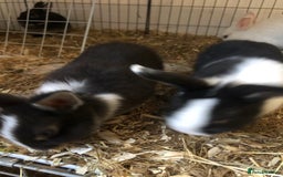 Netherland Dwarf rabbits for sale: Baby rabbits  - Image 1