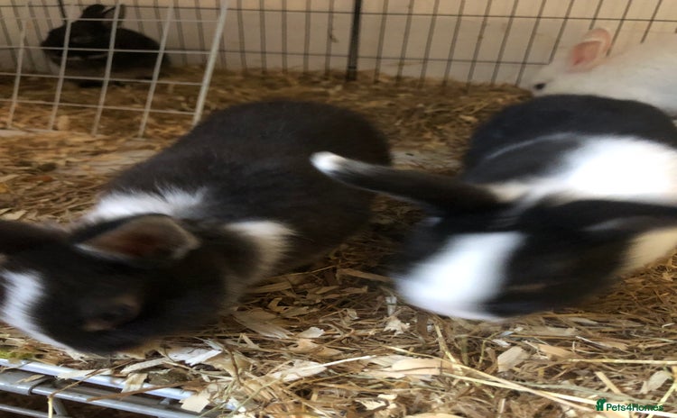 Netherland Dwarf rabbits - Advert 8