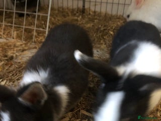 Netherland Dwarf rabbits - Advert 5