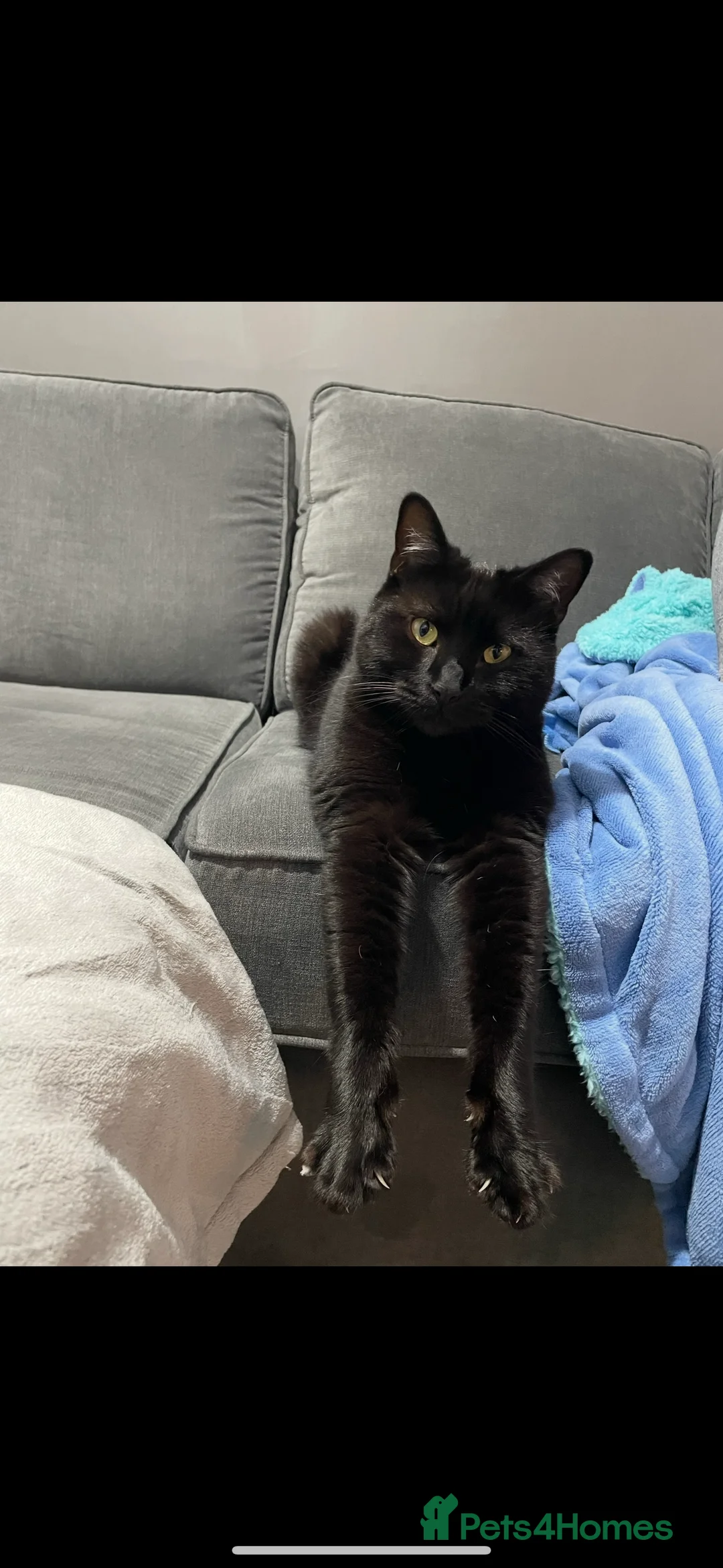 Mixed Breed cats for sale: Merlin - Black male cat in Wigan - Advert 5