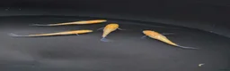 Ricefish fish for sale: Medaka rice fish eggs many varieties available  in Aylesbury - Advert 5