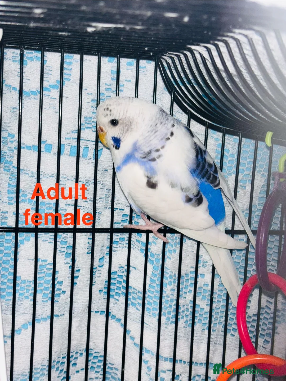 Budgerigars birds for sale: Rainbow English budgies - Advert 4