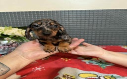 Dachshund dogs for sale: Miniature Dachshund Puppies - Advert 23